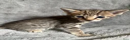 Savannah cats for sale: Beautiful SBT female - Advert 5