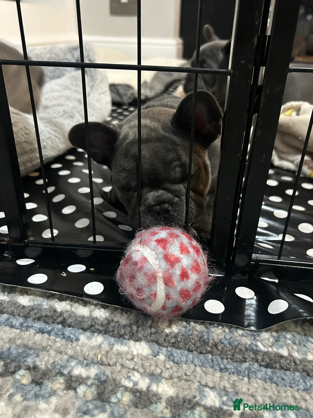 French Bulldog dogs for sale: Kc registered girl ready to go now - Advert 8