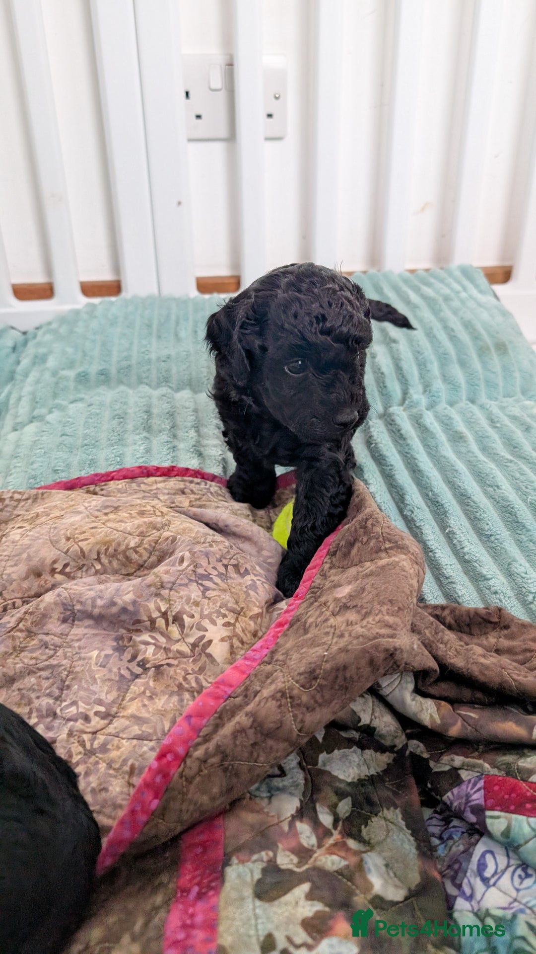 Cockapoo dogs for sale: Adorable Puppies Looking for Their Forever Homes! - Image 28