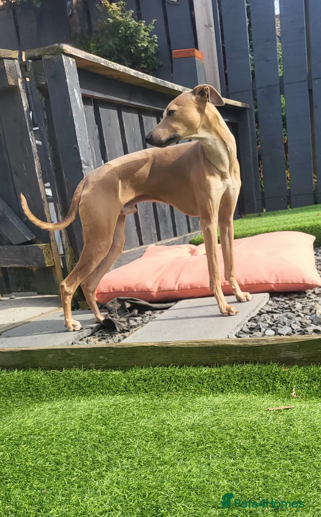 Italian Greyhound dogs for stud: Italian greyhound for stud  - Advert 1