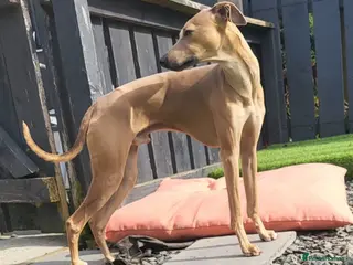 Italian Greyhound dogs Italian greyhound for stud - Advert 2