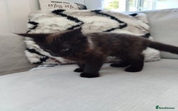 Mixed Breed cats for sale: Kittens 11 weeks - Image 4