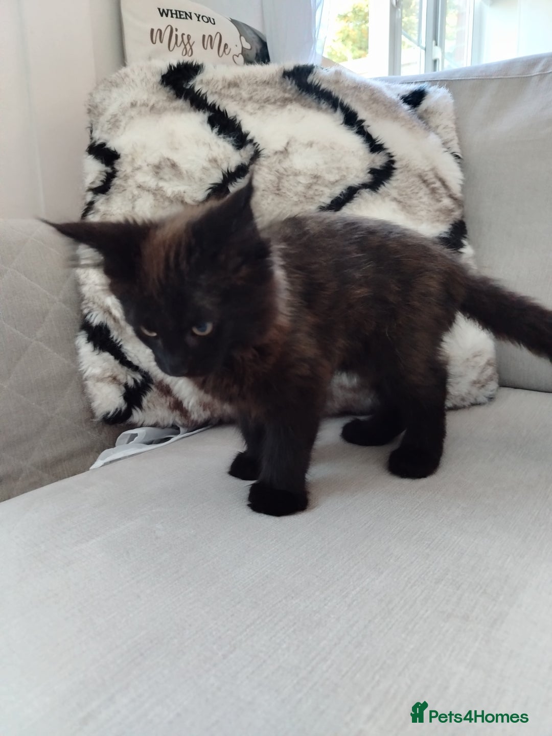 Mixed Breed cats for sale: Kittens 11 weeks - Image 4