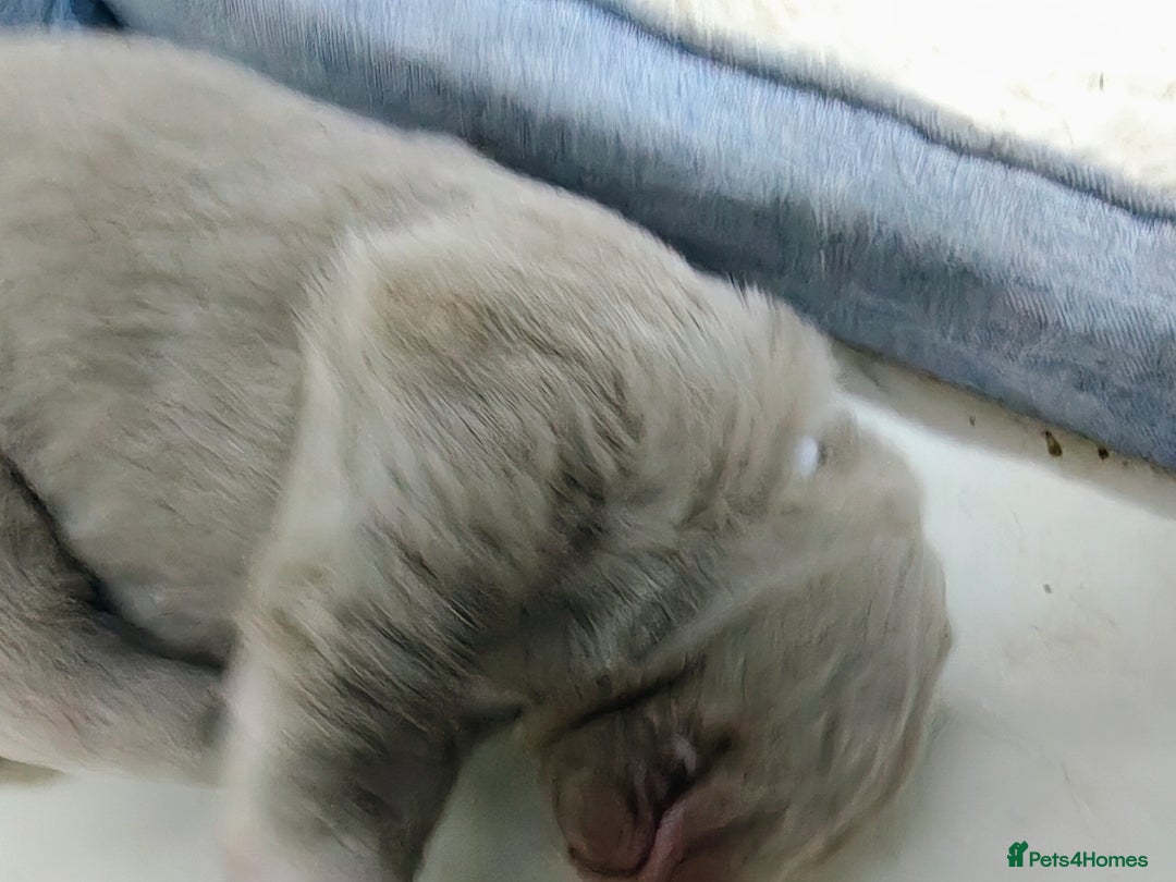 Labrador Retriever dogs for sale: Silver Labrador puppies  - Advert 14