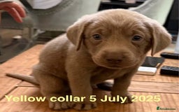Labrador Retriever dogs for sale: 8 Beautiful Silver Labrador Retriever Puppies  - Image 10