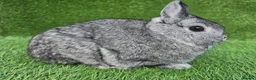 Netherland Dwarf rabbits for sale: Netherland dwarf kits *read ad* - Advert 3