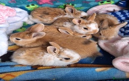 Mixed Breed rabbits for sale: Baby rabbits for sale  - Image 2