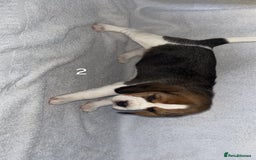 Beagle dogs for sale: Beagle puppies - Image 6