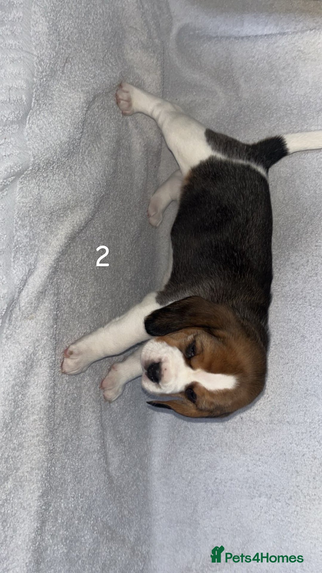 Beagle dogs for sale: Beagle puppies - Image 6
