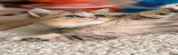 British Longhair cats for sale: British short/longhair odd/blue eyed kittens  - Advert 6