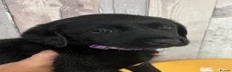 Labrador Retriever dogs for sale: Health Tested Parents Excellent FTCh Pedigree  - Advert 8