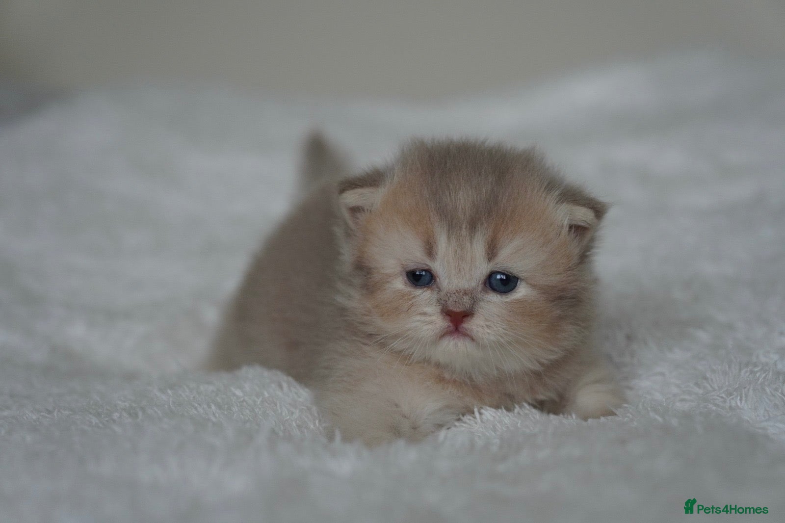 Munchkin cats Beautiful munchkin kittens - Advert 1