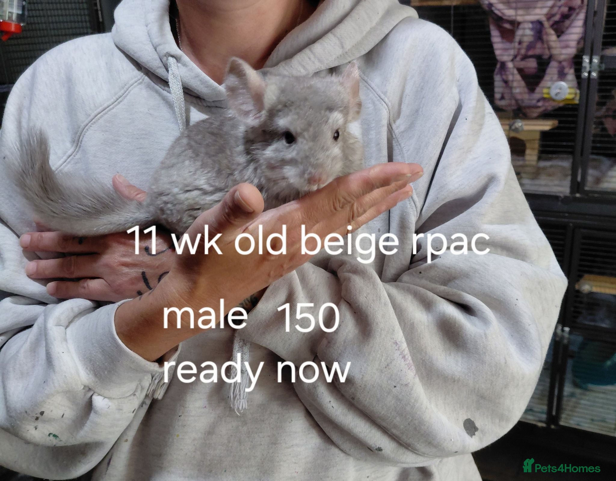 Chinchilla rodents Various chins for sale  - Advert 6