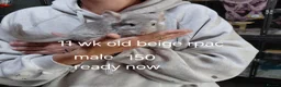 Chinchilla rodents for sale: Male kit ready to leave  - Advert 1