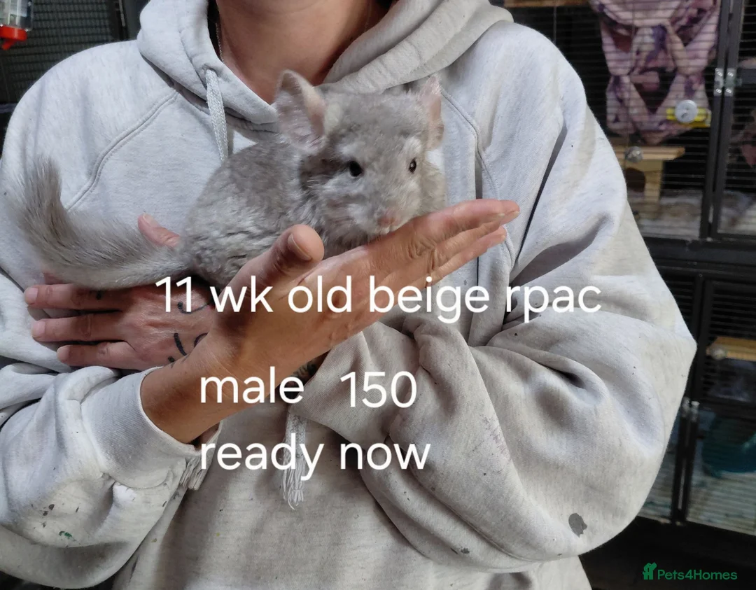 Chinchilla rodents for sale: Male kit ready to leave  - Advert 1