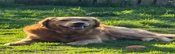 Golden Retriever dogs for sale: Girls Cream Golden Retriever  - Advert 9