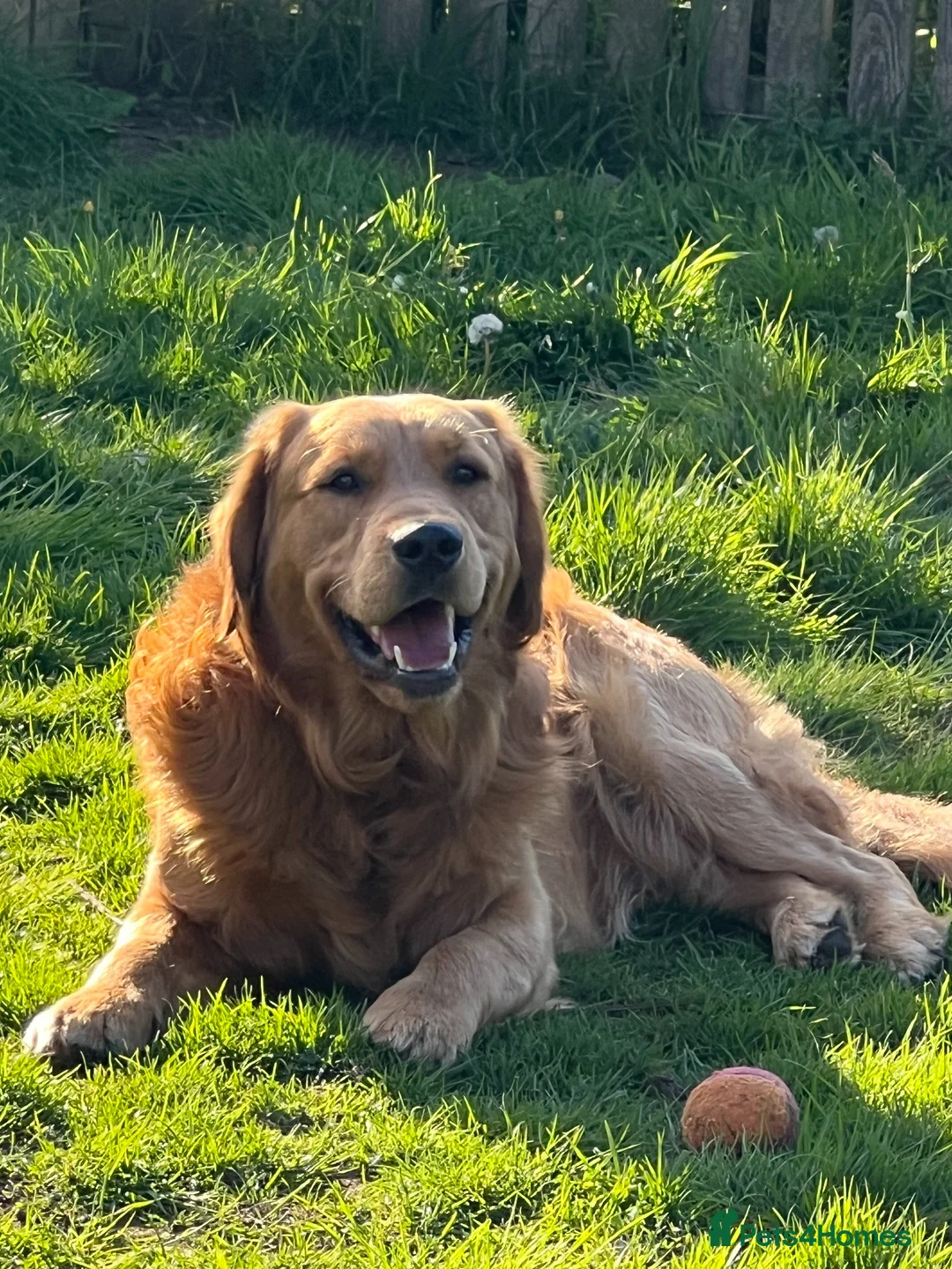 Golden Retriever dogs for sale: Girls Cream Golden Retriever  - Advert 9
