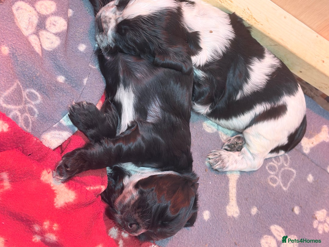 Sprocker dogs for sale:  Sprocker Spaniel puppies for sale - Advert 9