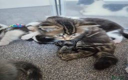 Mixed Breed cats for sale: Beautiful litter of 5 kittens  - Image 6