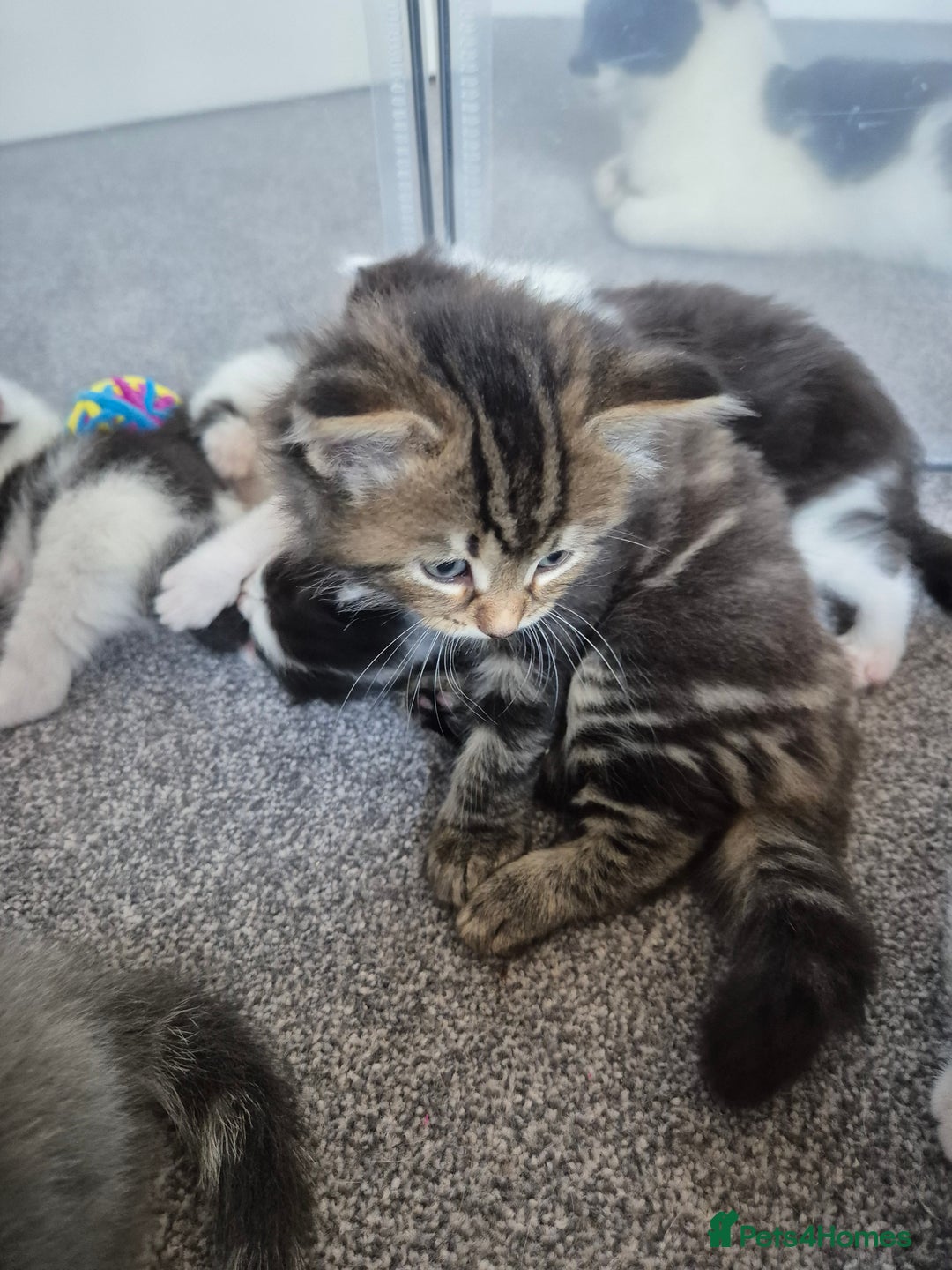 Mixed Breed cats for sale: Beautiful litter of 5 kittens  - Image 6