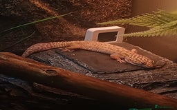 Leopard Gecko reptiles for sale: Female Leopard Gecko - Image 5