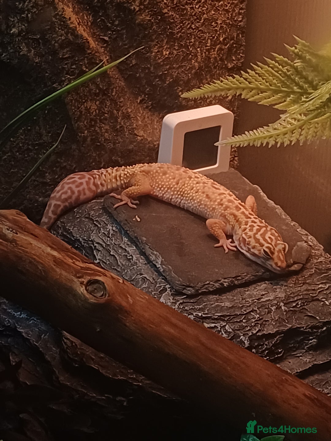 Leopard Gecko reptiles for sale: Female Leopard Gecko - Image 5