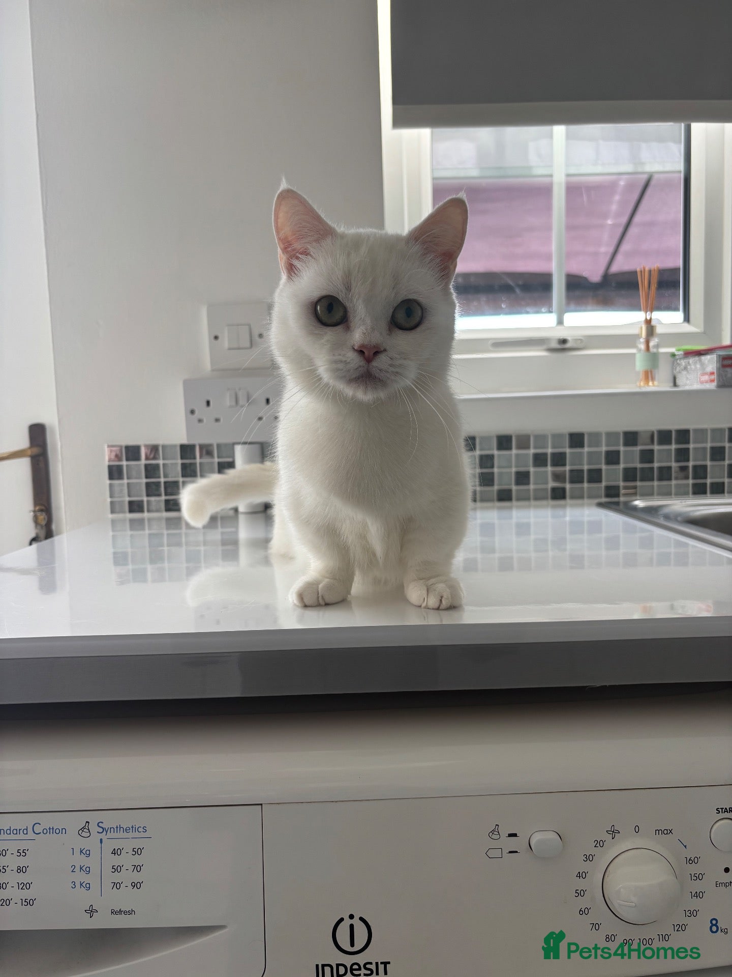 Munchkin cats 😻❤️ Marshmallow “Baby” ❤️🥰 - Advert 2