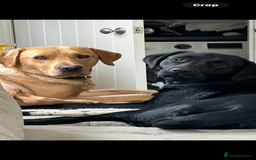 Labrador Retriever dogs for sale: Labrador puppies - Image 3