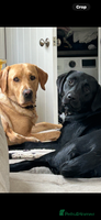 Labrador Retriever dogs - Advert 2