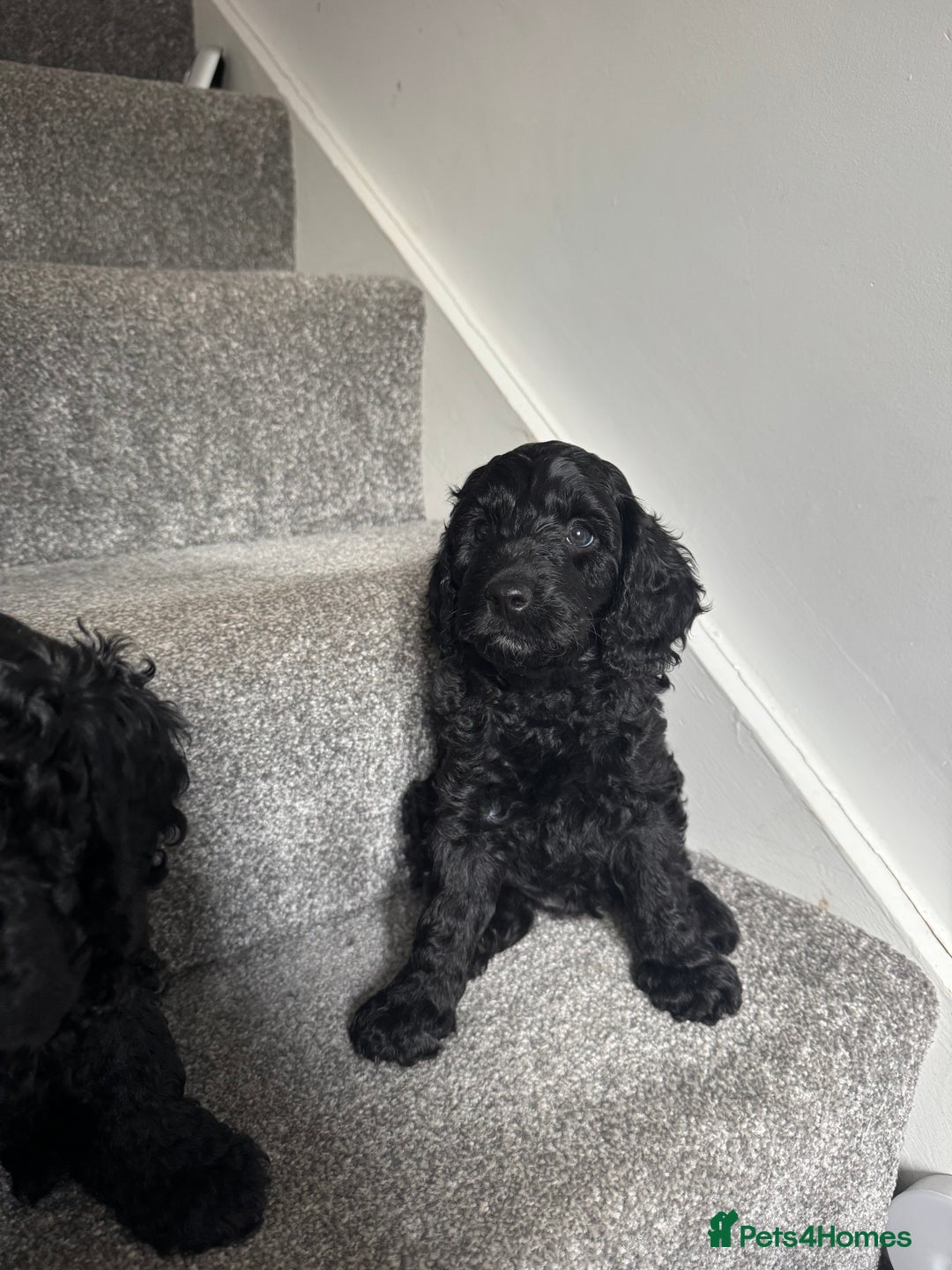 Mixed Breed dogs for sale: 3 Puppies Available Cavapoo / Cockapoo puppies  - Image 15