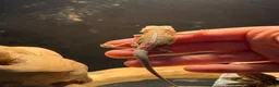 Bearded Dragon reptiles for sale: Trans Hypo Bearded Dragons - Advert 26
