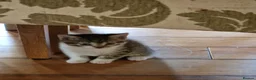 Mixed Breed cats for sale: Adorable Mixed British Shorthair Kittens 🐾 - Advert 6