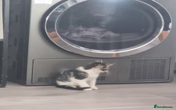 Mixed Breed cats for sale: ******s - Image 1