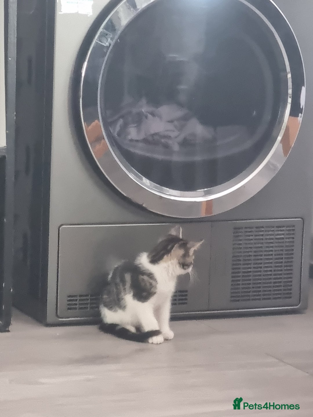 Mixed Breed cats for sale: ******s - Image 1