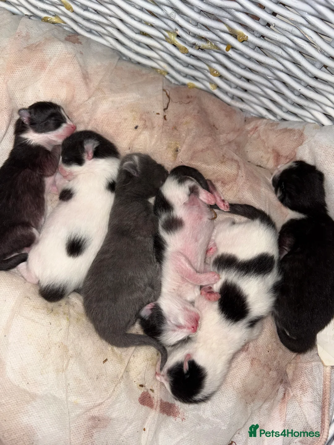 British Shorthair cats for sale: 6 loving kittens looking for their forever homes - Advert 3