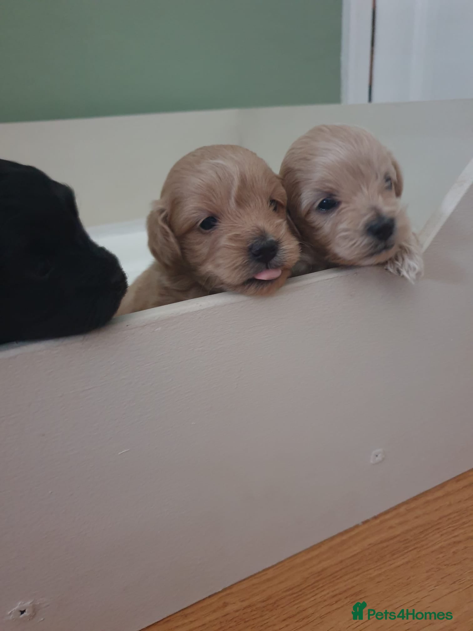 Maltipoo dogs Maltipoo puppies  - Advert 6