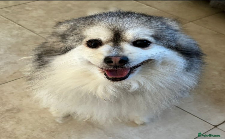 Pomeranian dogs - Advert 5
