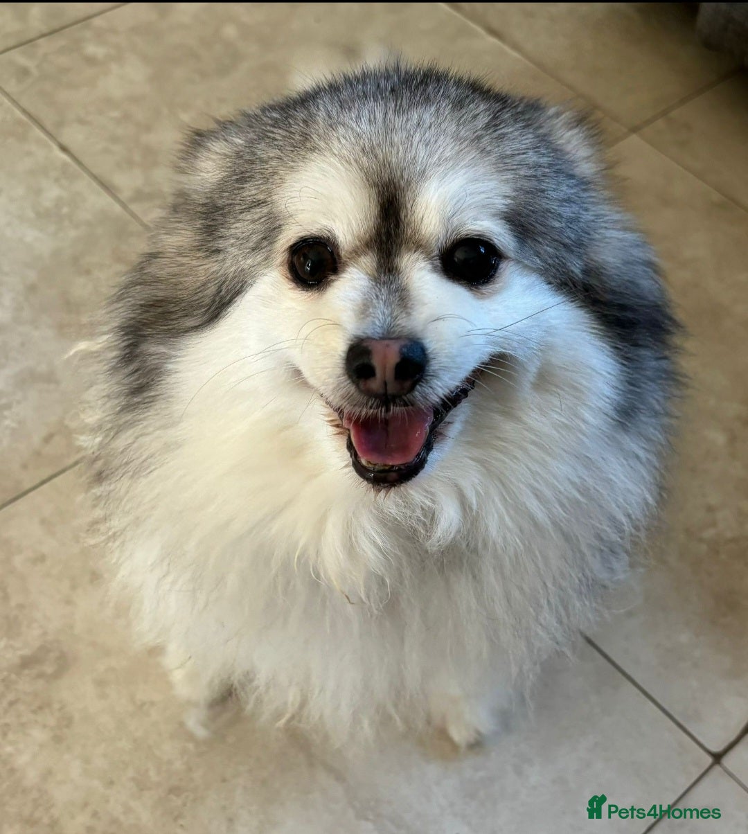 Pomeranian dogs for sale: Lovely mixed grey pomeranian male - Image 1