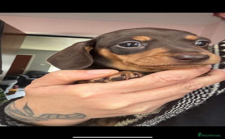 Miniature Dachshund dogs - Advert 6