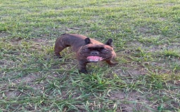French Bulldog dogs for sale: French Bulldog - 7 years old  - Image 12