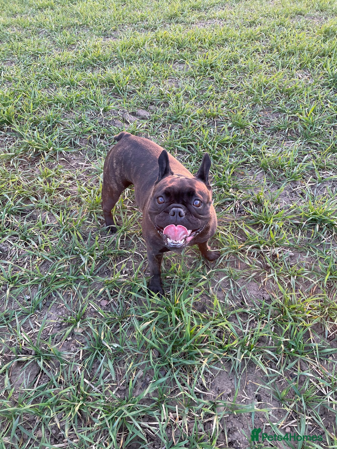 French Bulldog dogs for sale: French Bulldog - 7 years old  - Image 12