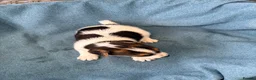 Jack Russell dogs for sale: Beautiful Jack Russell pups, petite, smooth coat.  - Advert 25