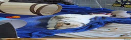 English Spot rabbits for sale: Neutred beautiful boy looking gor his forever home - Advert 10