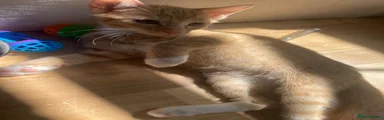 British Shorthair 1