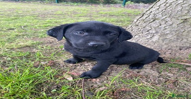 Labrador Retriever dogs - Advert 7