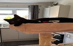 British Shorthair cats for sale: Male kitten FREE  - Image 4