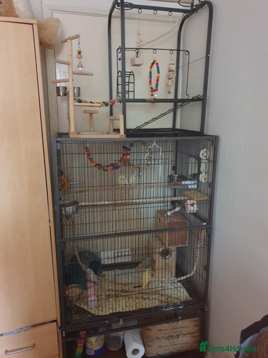Budgerigars birds for sale: Beautiful hand reared baby budgies  - Advert 10