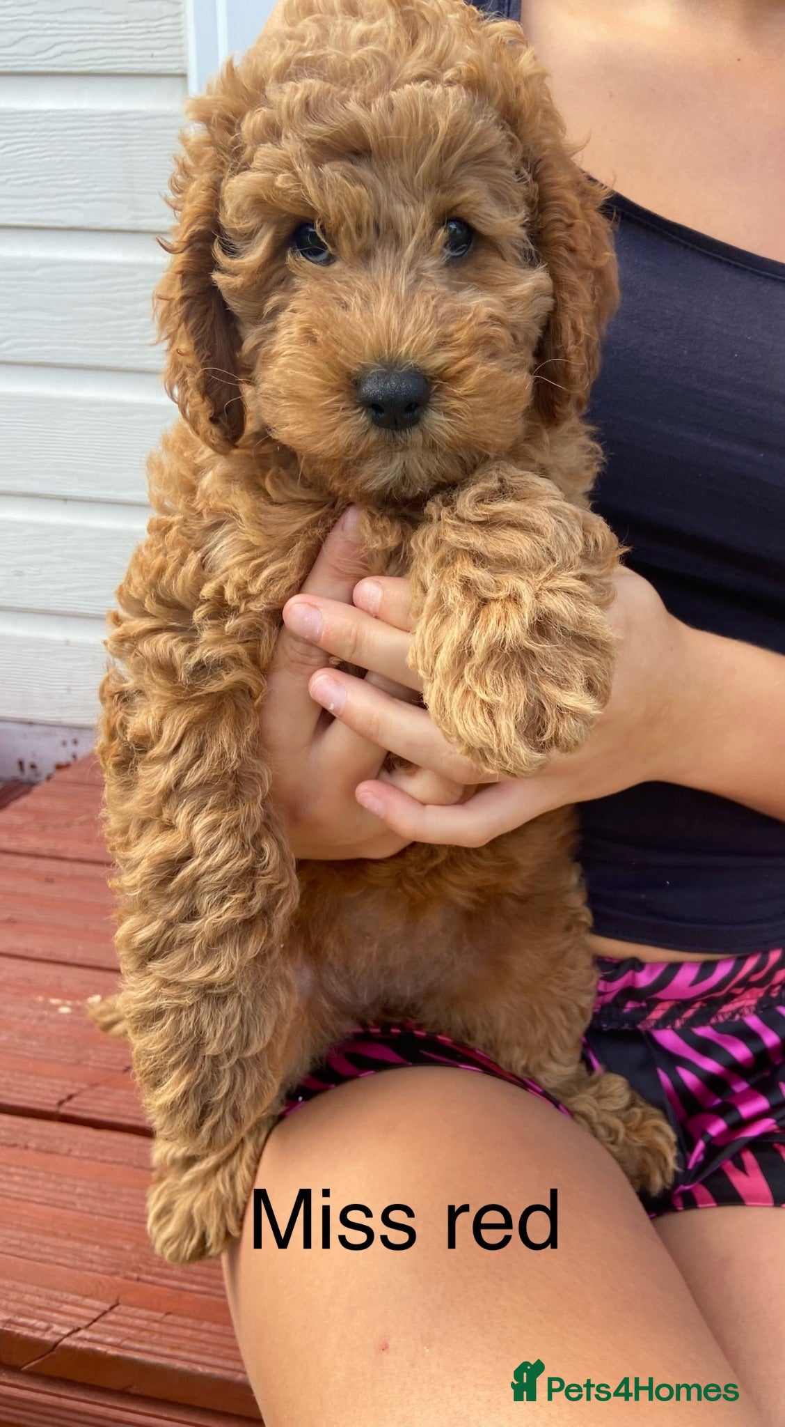 Cockapoo dogs READY NOW, STUNNING EXTENSIVELY HEALTH TESTED - Advert 2
