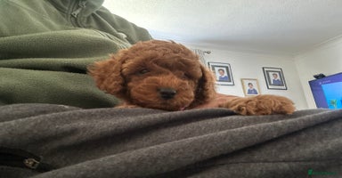 Cockapoo dogs - Advert 3