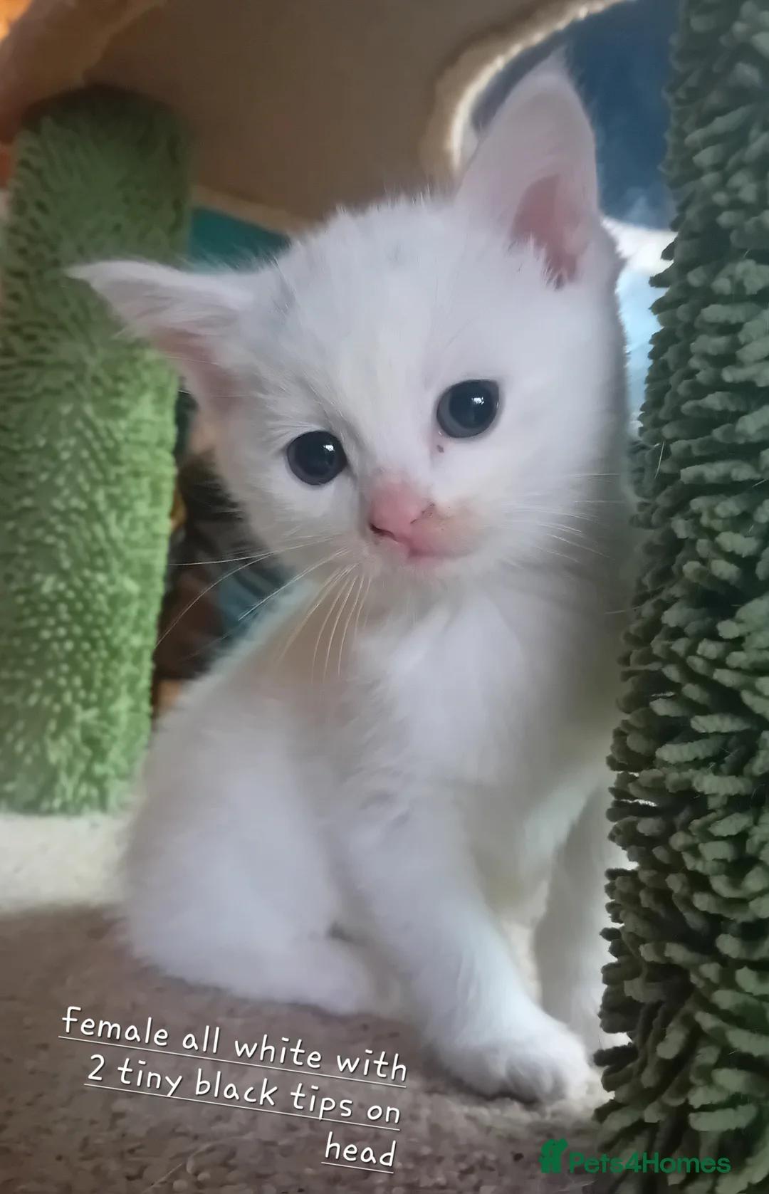 Mixed Breed cats for sale: White kittens - Advert 2